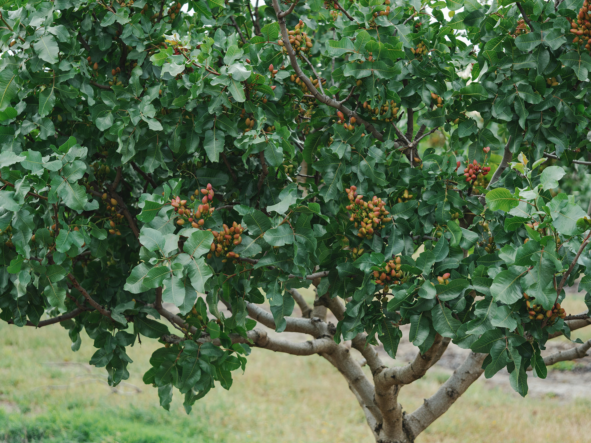 árbol de pistachos