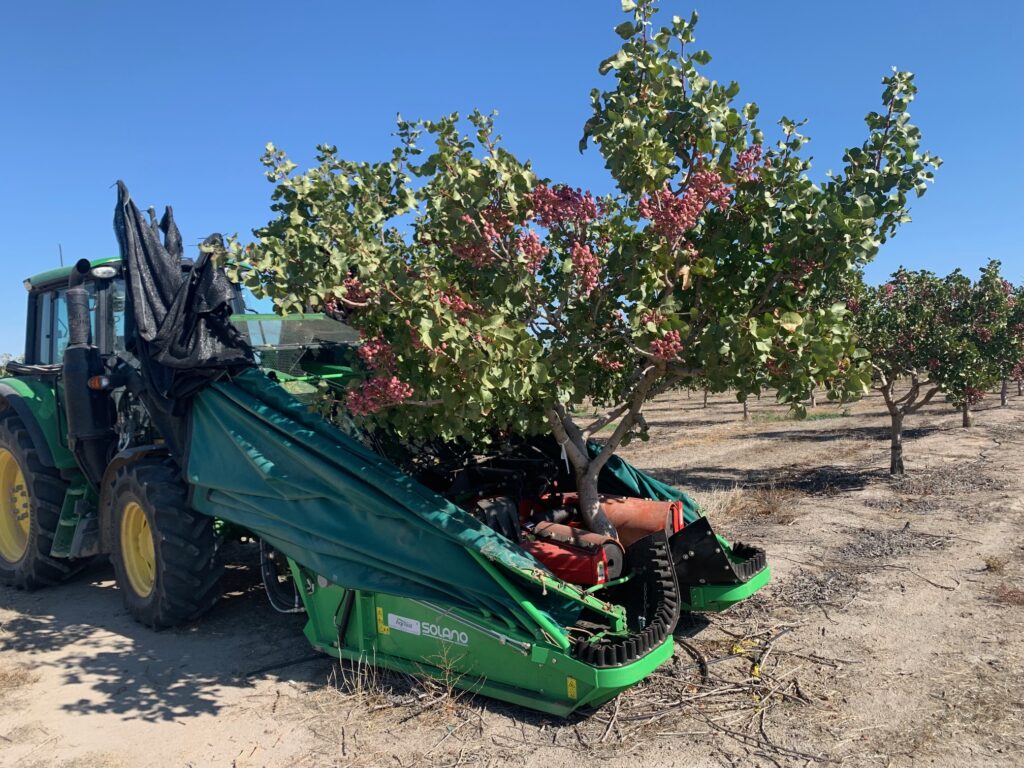 Recogida pistacho Pistacyl 2022