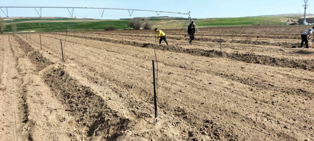 Instalando plantación de pistachos